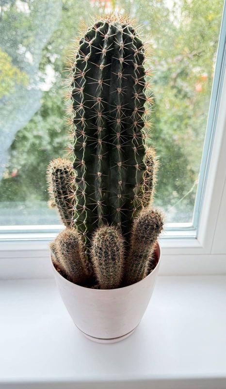 ������ ������
